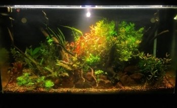 ADT’S Aquascape