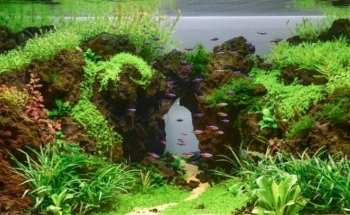 ADT'S Aquascape