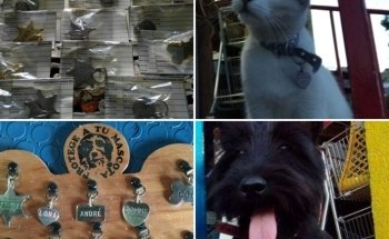 Mundo Mascota