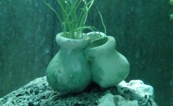 Acuario Bichos