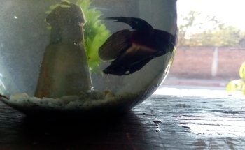 Acuario Bichos
