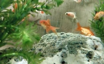 Acuario Bichos