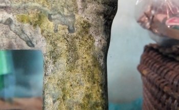 Acuario Bichos