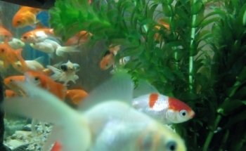 Acuario Bichos