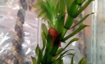 Acuario Bichos