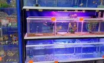 Acuario Campeche y Pet Shop