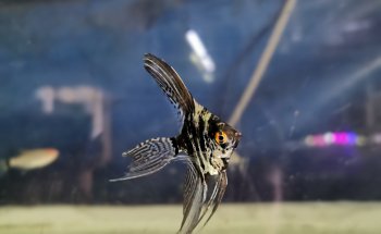 Acuario Campeche y Pet Shop