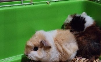 Acuario Campeche y Pet Shop