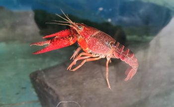 Acuario Campeche y Pet Shop