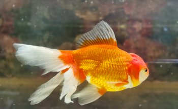 Acuario Campeche y Pet Shop