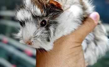 Acuario Campeche y Pet Shop