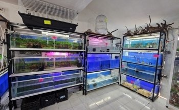 Acuario Campeche y Pet Shop