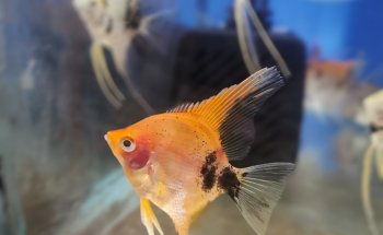 Acuario Campeche y Pet Shop