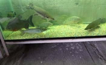 Acuario Y Tienda De Mascotas El Bucanero