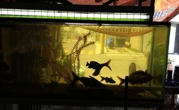 Acuario Y Tienda De Mascotas El Bucanero