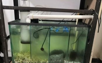 Acuario Y Tienda De Mascotas El Bucanero