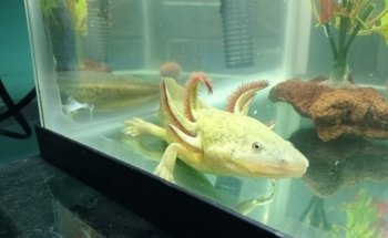 Acuario Y Tienda De Mascotas El Bucanero