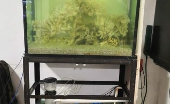 Acuario Y Tienda De Mascotas El Bucanero