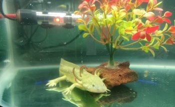 Acuario Y Tienda De Mascotas El Bucanero