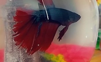 Betta Blue