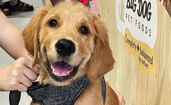 Petcare Byron Bay