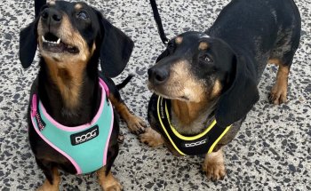 Petcare Byron Bay