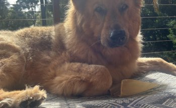 Petcare Byron Bay