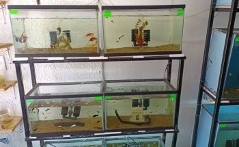ACUARIO CHAVARIN
