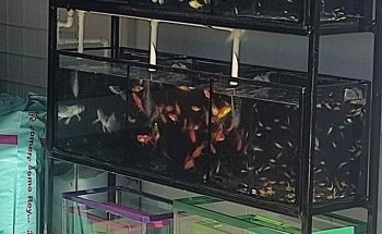 Acuario y tienda de mascotas Hakuna Pets Amazonas