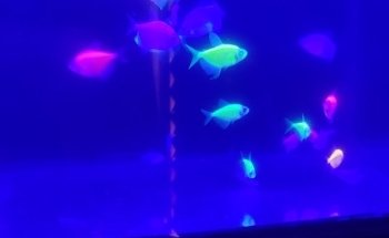 acuario y pet store hakuna pets amazonas