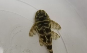 Acuario Tropical fish