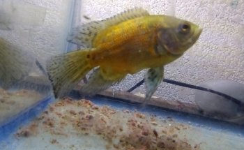 Acuario Tropical fish