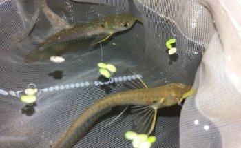 Acuario Tropical fish