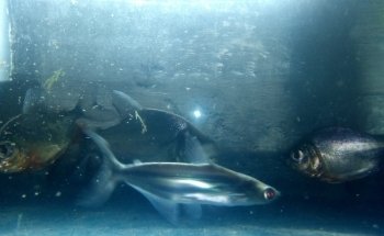 Acuario Tropical fish