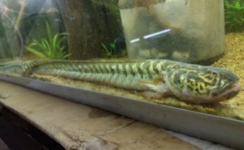 Acuario Tropical fish