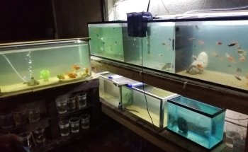 Acuario Tropical Fish