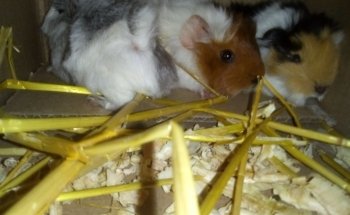 Acuario Tropical fish