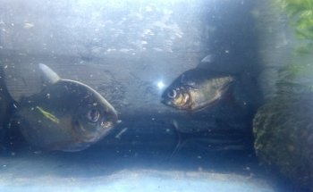 Acuario Tropical fish