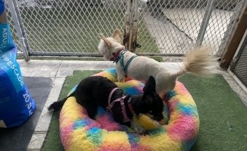 Acuario y Estética Canina/felina - Ecolarea