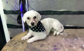 Acuario y Estética Canina/felina - Ecolarea