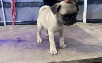 Acuario y Estética Canina/felina - Ecolarea