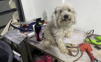 Acuario y Estética Canina/felina - Ecolarea