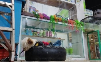 Acuario y Estética Canina/felina - Ecolarea