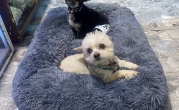 Acuario y Estética Canina/felina - Ecolarea