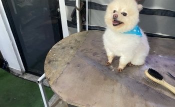 Acuario y Estética Canina/felina - Ecolarea