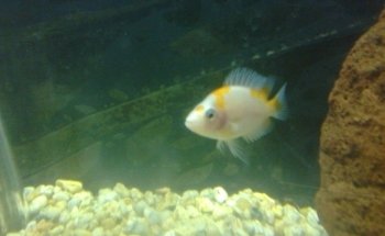 acuario Kois and Dragons