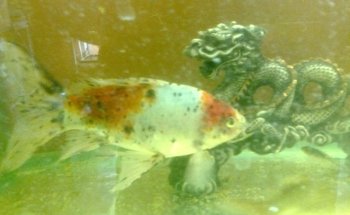 acuario Kois and Dragons