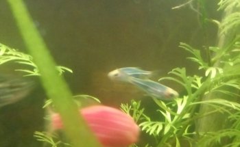 acuario Kois and Dragons