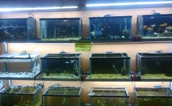 acuario Kois and Dragons