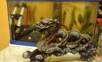 acuario Kois and Dragons